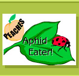Peaches Aphid Eater Activity
